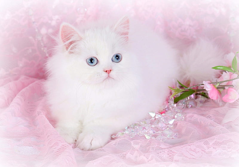 Cashmere White Persian Kitten, Cats, Blue Eyes, bonito, White, Kitten, Soft, Animals, HD wallpaper