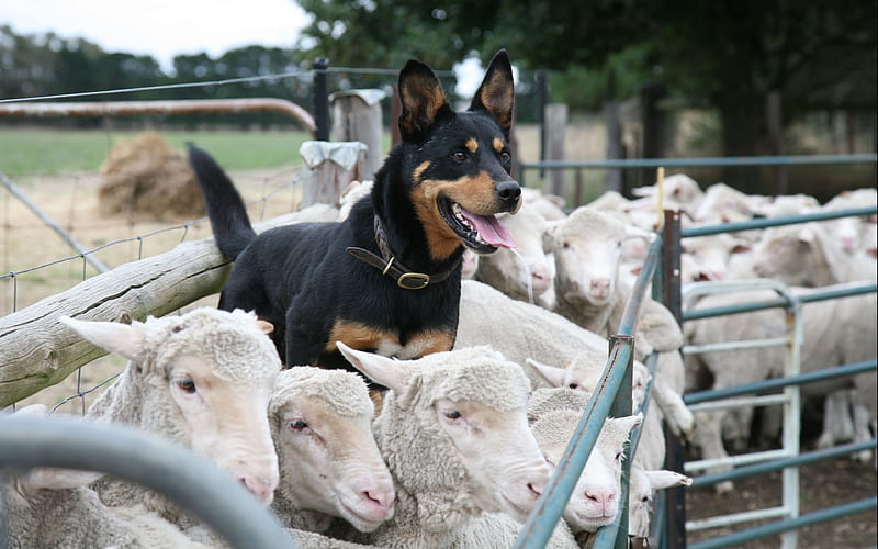 sheep, flock, corral, dog shepherd, HD wallpaper