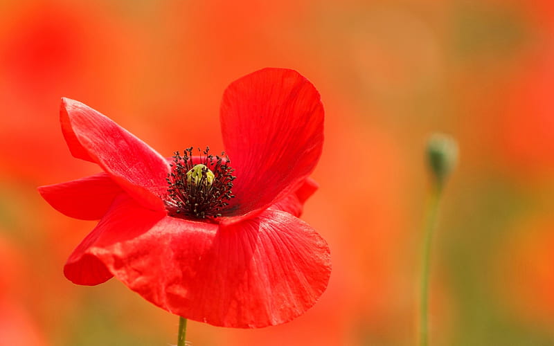 Poppies, red, warm, graphy, macro, close-up, flowers, nature, HD wallpaper
