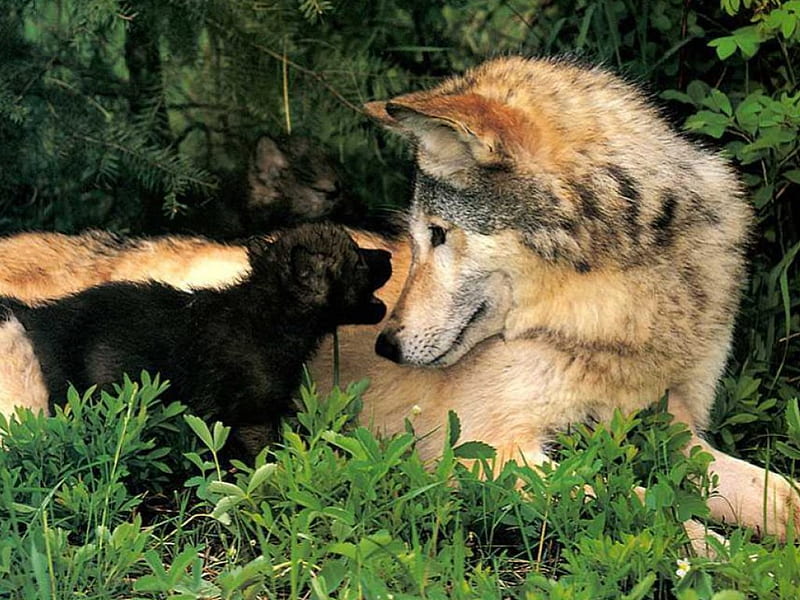 wolf pups and mother