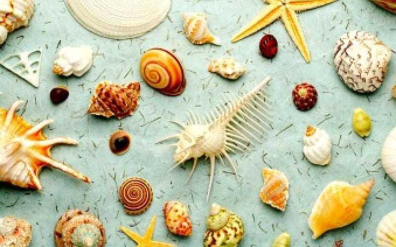 HOLIDAY COLLECTION, seashells, oceans, beaches, shells, collections, hobbies, sea, HD wallpaper