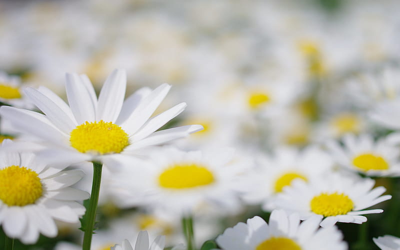 daisies, white petals, wildflowers, daisies background, white beautiful flowers, HD wallpaper