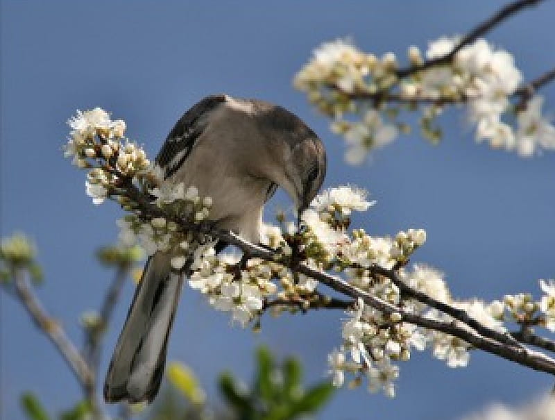 Mockingbird in Blossom Tree, blossoms, tree, mockingbird, HD wallpaper
