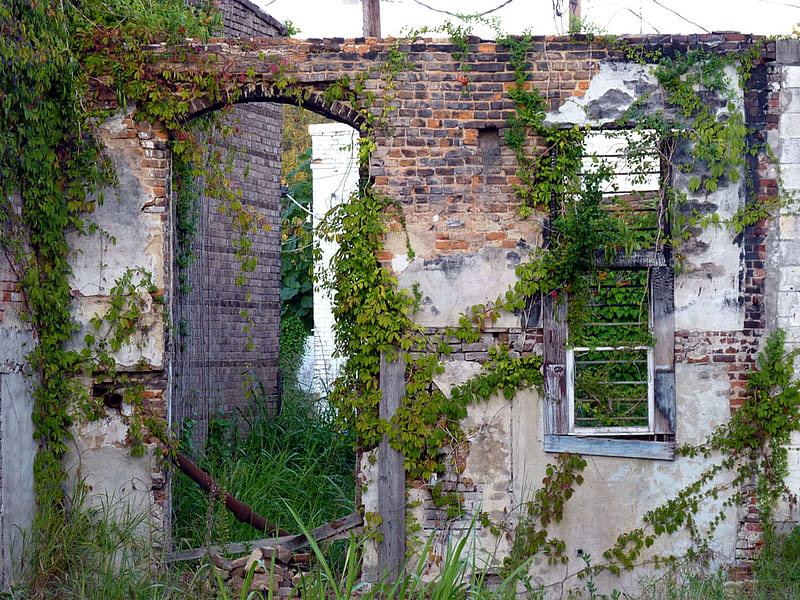 old wall still standing, bricks, southern, ivy, wall, old, abandoned, HD wallpaper