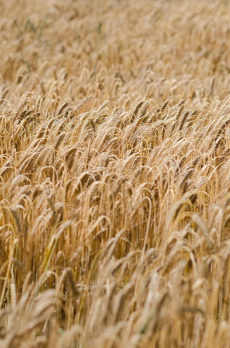 ears, wheat, field, dry, HD phone wallpaper