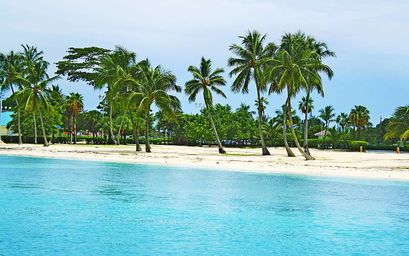 tropical island, beach, sand, palm trees, summer, Bahamas, HD wallpaper