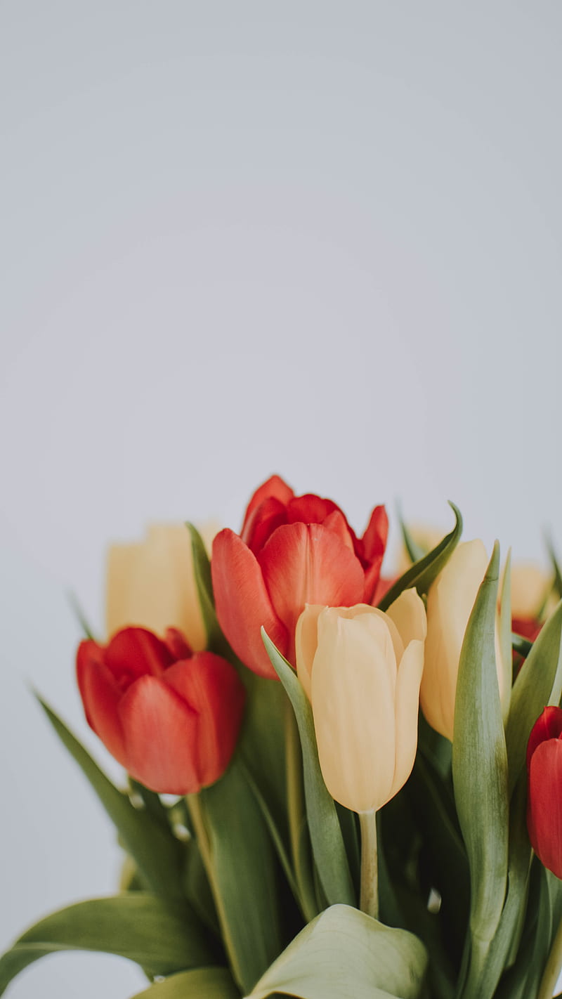 Bunch of tulip flowers , nature, bonito, HD phone wallpaper
