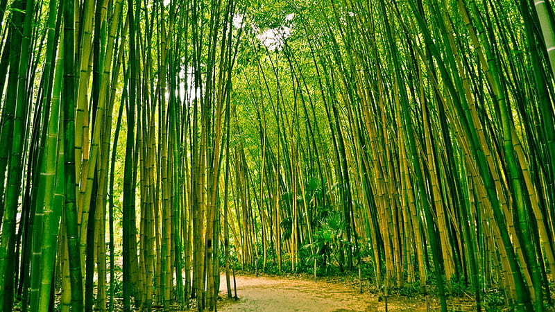 Sand Path Between Bamboo Trees Forest Plants Bushes Bamboo, HD wallpaper