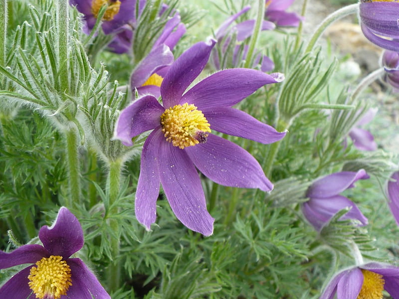 pasqueflower, pulsatilla, purple, purple flower, flower, pasque, HD wallpaper
