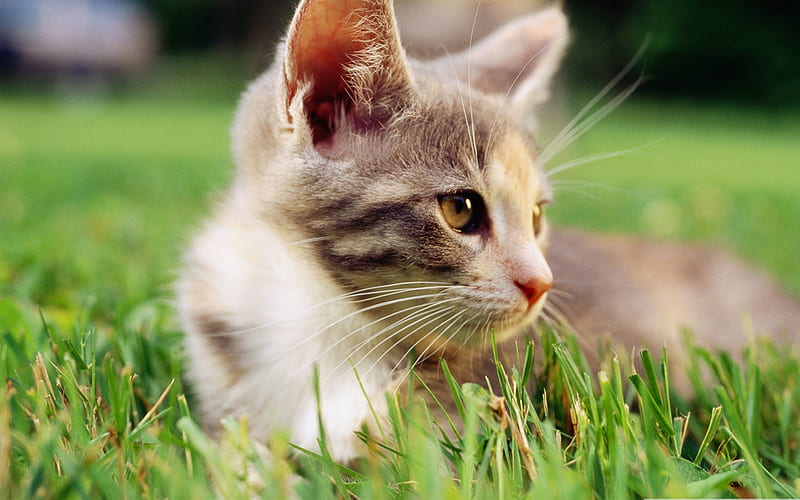 lazy kitten in grass-Cute pet cat, HD wallpaper
