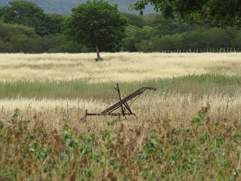 brown wooden wheel on green grass field during daytime, HD wallpaper