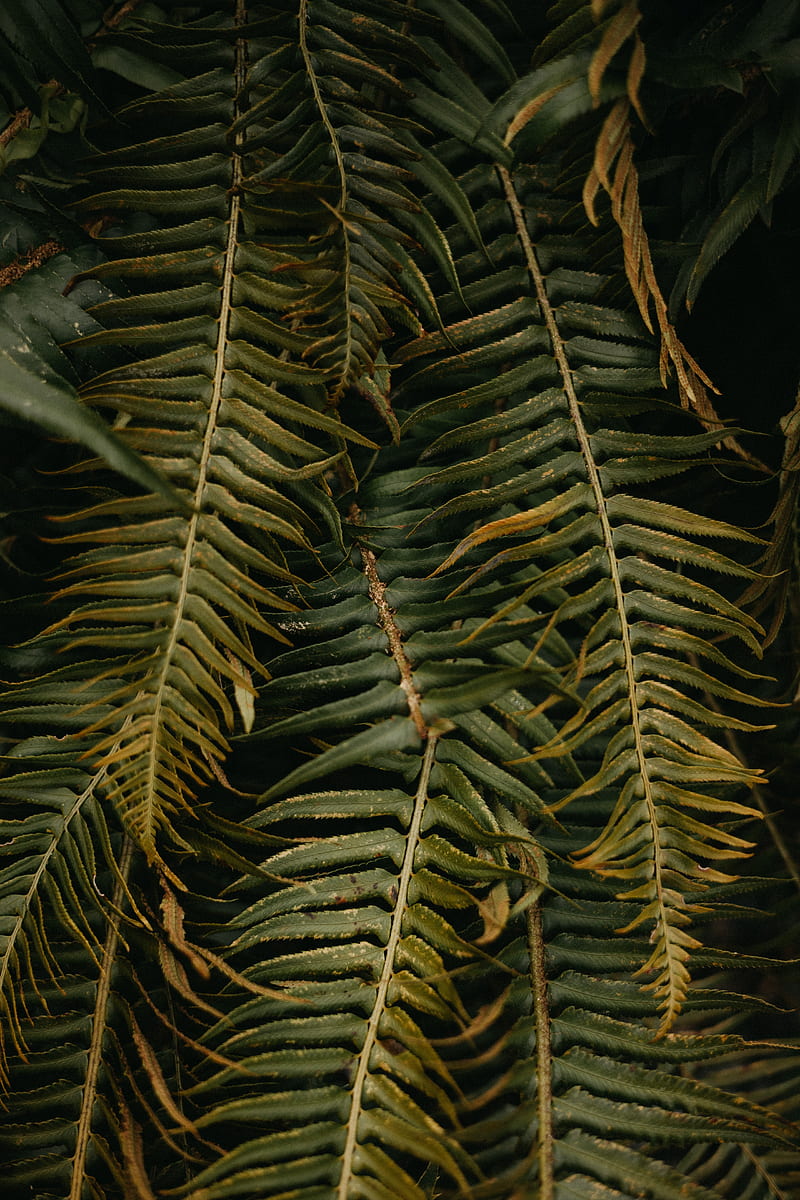 fern, leaves, plant, green, tropical, HD phone wallpaper