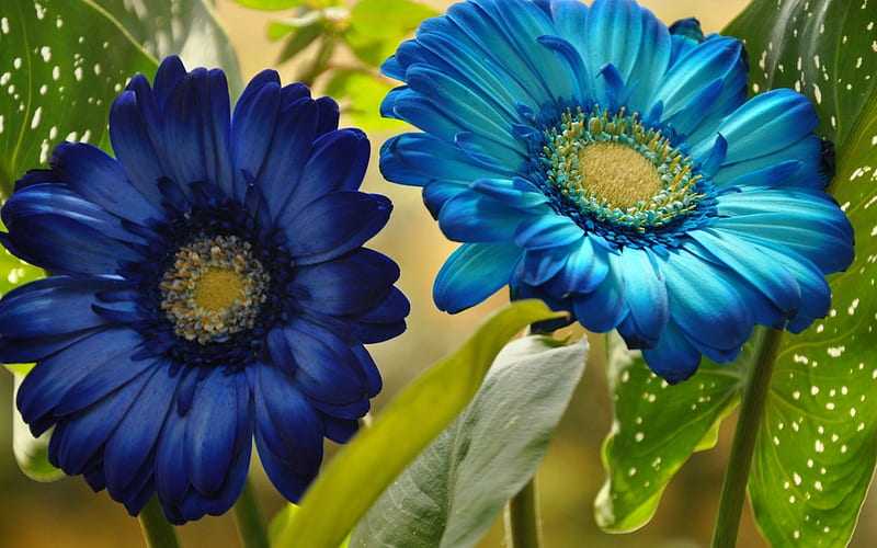 Hermosas gerberas !, flor, gerbera, naturaleza, bonito, Fondo de pantalla  HD | Peakpx