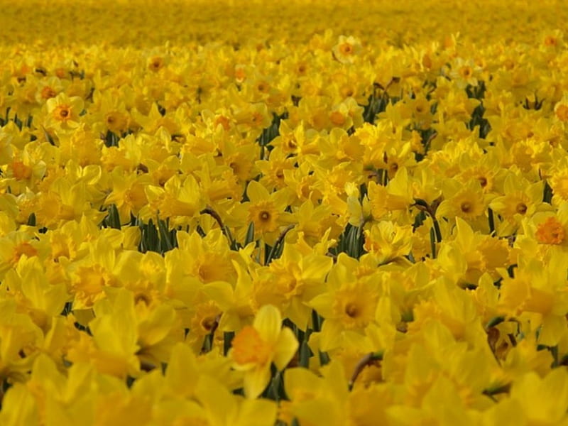 Daffodil field, narcissus, spring, lake, daffodils, HD wallpaper