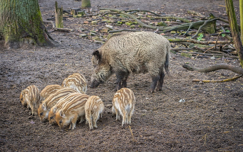 Wild pigs, wild boars, pigs, wildlife, forest, HD wallpaper