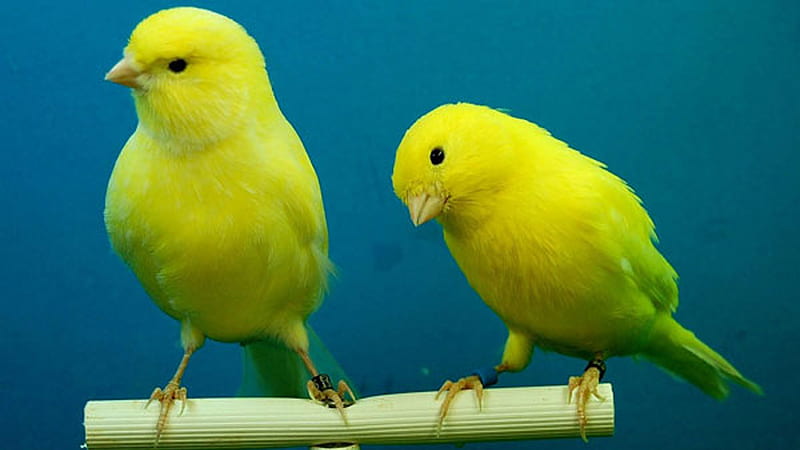 Yellow Canaries Birds In Blue Background Birds, HD wallpaper