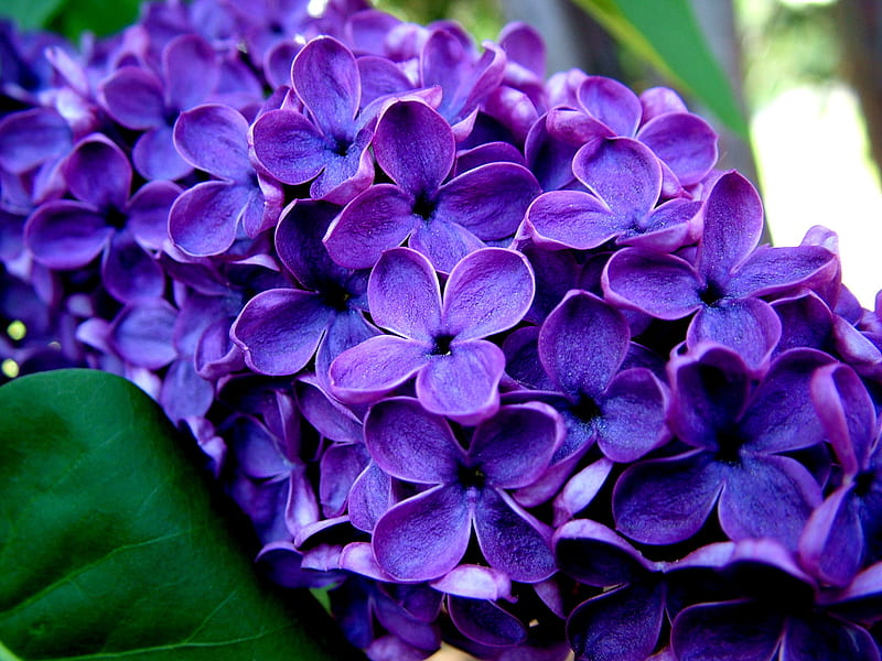 fragrant flowers, pretty, graphy, purple, flowers, nature, sweet, HD wallpaper