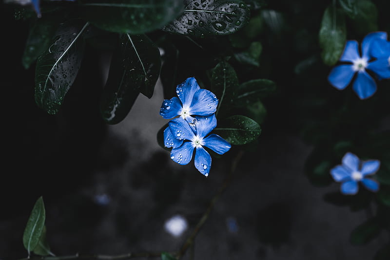 Blue Plant Flower, flower, nature, HD wallpaper