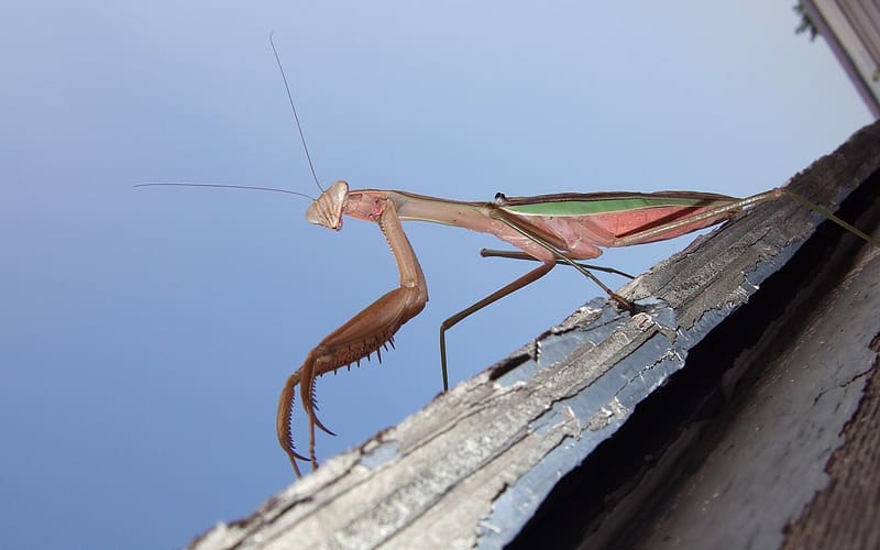 Insects, Insect, Animal, Praying Mantis, HD wallpaper