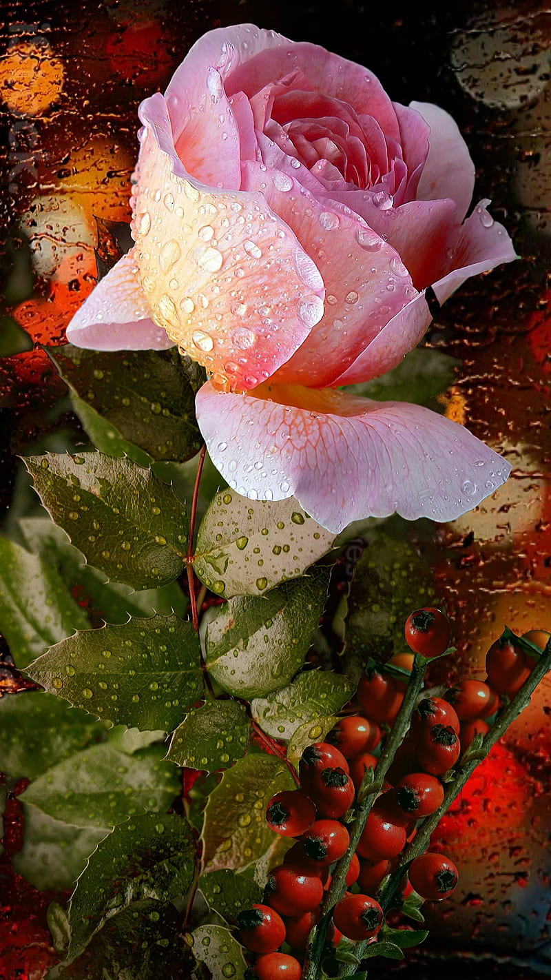 Pink rose, love, nature, plants, valentine, water, waterdrops, HD phone wallpaper