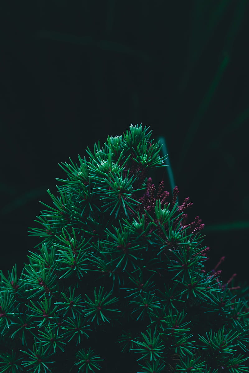 needles, pine, green, Nature, HD phone wallpaper