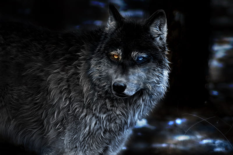 Wolf Heterochromia Fantasy, wolf, fantasy, artist, artwork, digital-art, HD wallpaper