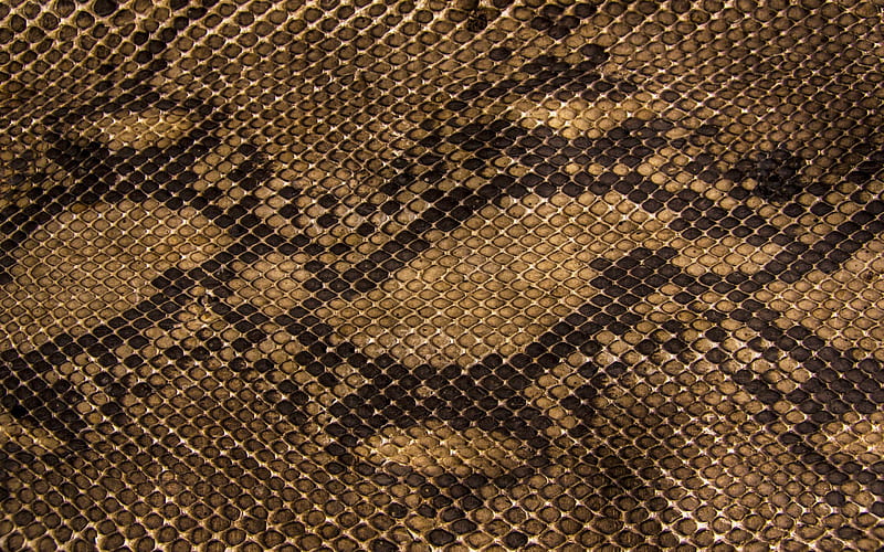 Snake skin, pattern, brown, texture, skin, abstract, snake, HD wallpaper