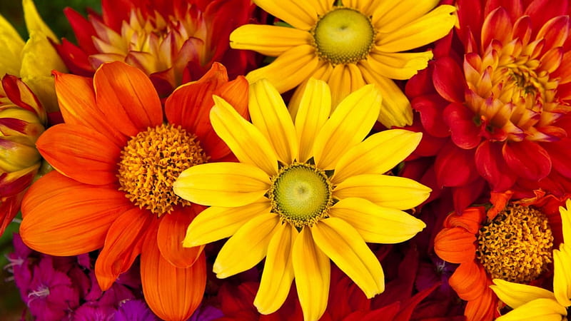 GERBERA DAISIES, Yellow, Flowers, Orange, Daisies, HD wallpaper