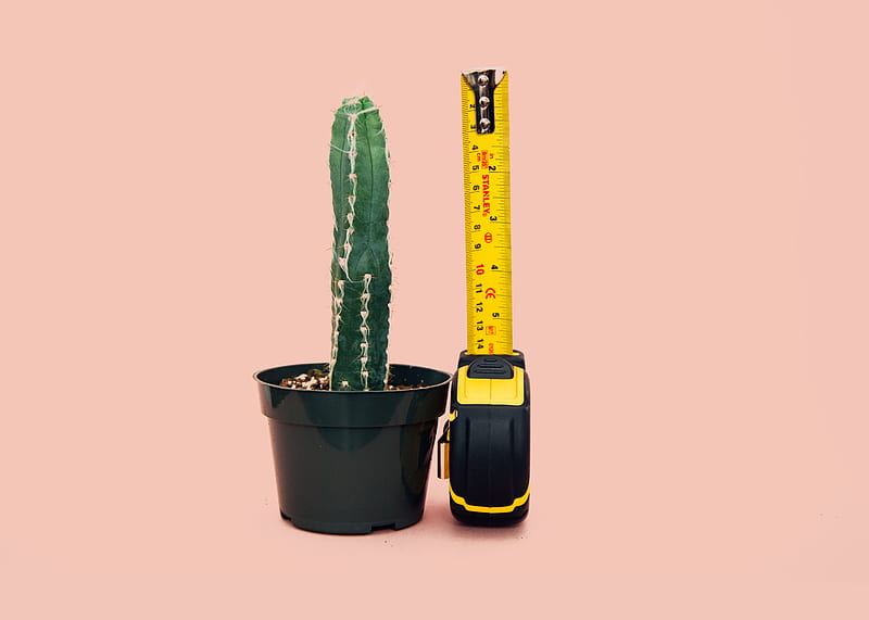 green cactus in back pot beside tape measure, HD wallpaper