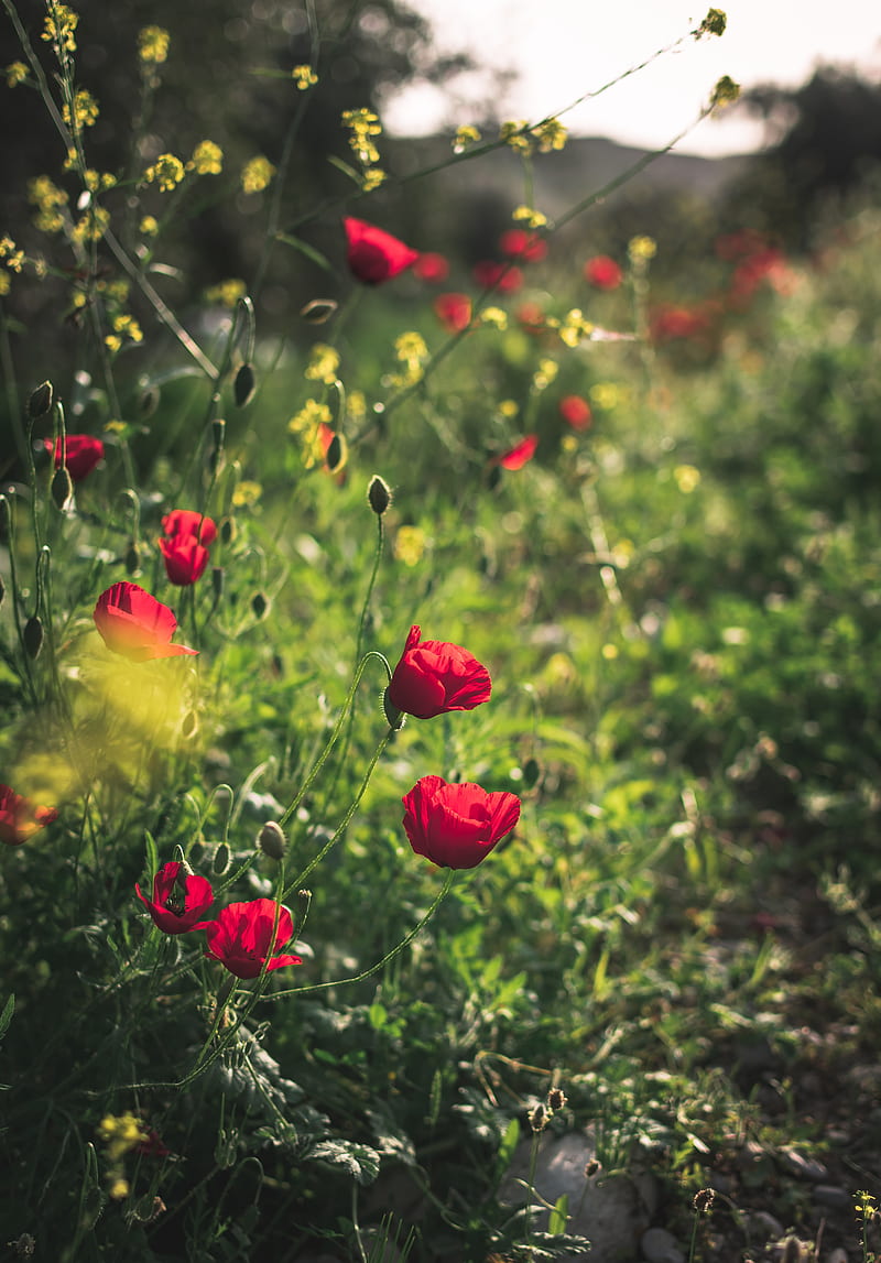poppies, red, flowers, plant, bloom, HD phone wallpaper