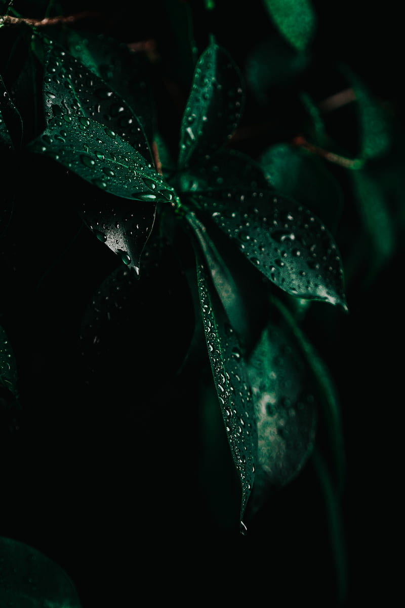 green leaf plant with water droplets, HD phone wallpaper