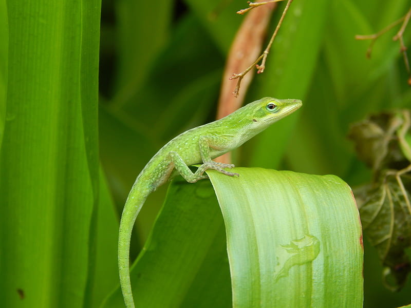 Cute Lizard, anole, cute, lizard, green plants, nature, outdoor, HD wallpaper