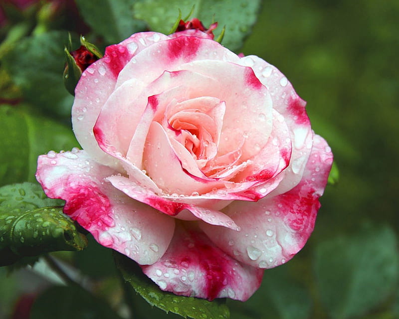 Pink Speckled Rose, wet, bloom, rose, raindrops, speckled, bonito, pink, HD wallpaper