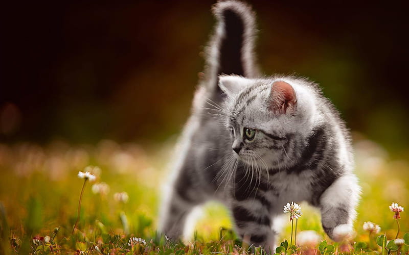 small gray fluffy kitten, American Bobtail, evening, field flowers, grass, cute animals, kitten, small cat, HD wallpaper
