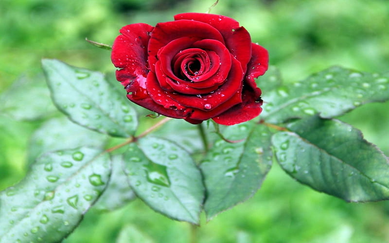 Red Rose in the Rain, red, rose, ground, leaves, daylight, flowers, day, nature, petals, stem, HD wallpaper