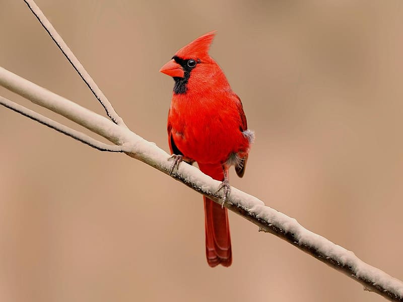 Cardinal, Branch, Bird, Red, HD Wallpaper | Peakpx