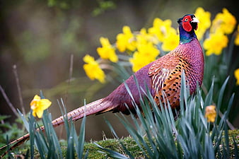 Page 2 | HD pheasant wallpapers | Peakpx