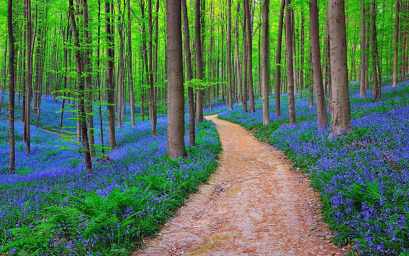 Belgium Forest Bluebells, forest, nature, HD wallpaper