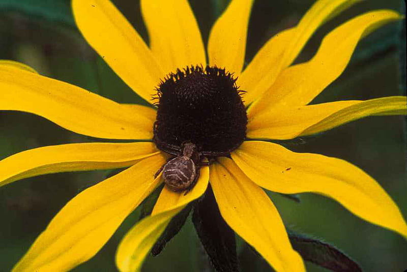 BLACK-EYED SUSAN WITH SPIDER, flower, yellow, petals, spider, HD wallpaper