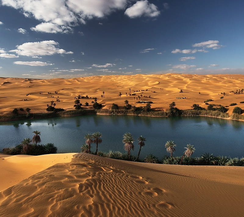 Oasis, desert, lake, palm, sand, tree, water, HD wallpaper