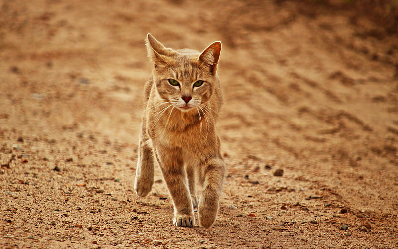 Arabian Mau, domestic cat, 4к, red cat, pets, cute animals, short-haired breed, HD wallpaper