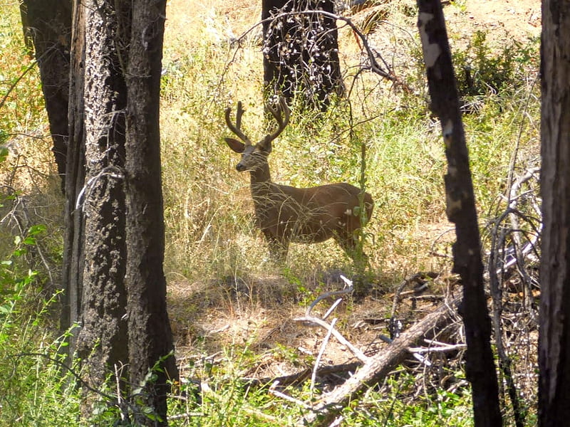 A buck in the shade, forest, trees, buck, deer, antlers, HD wallpaper