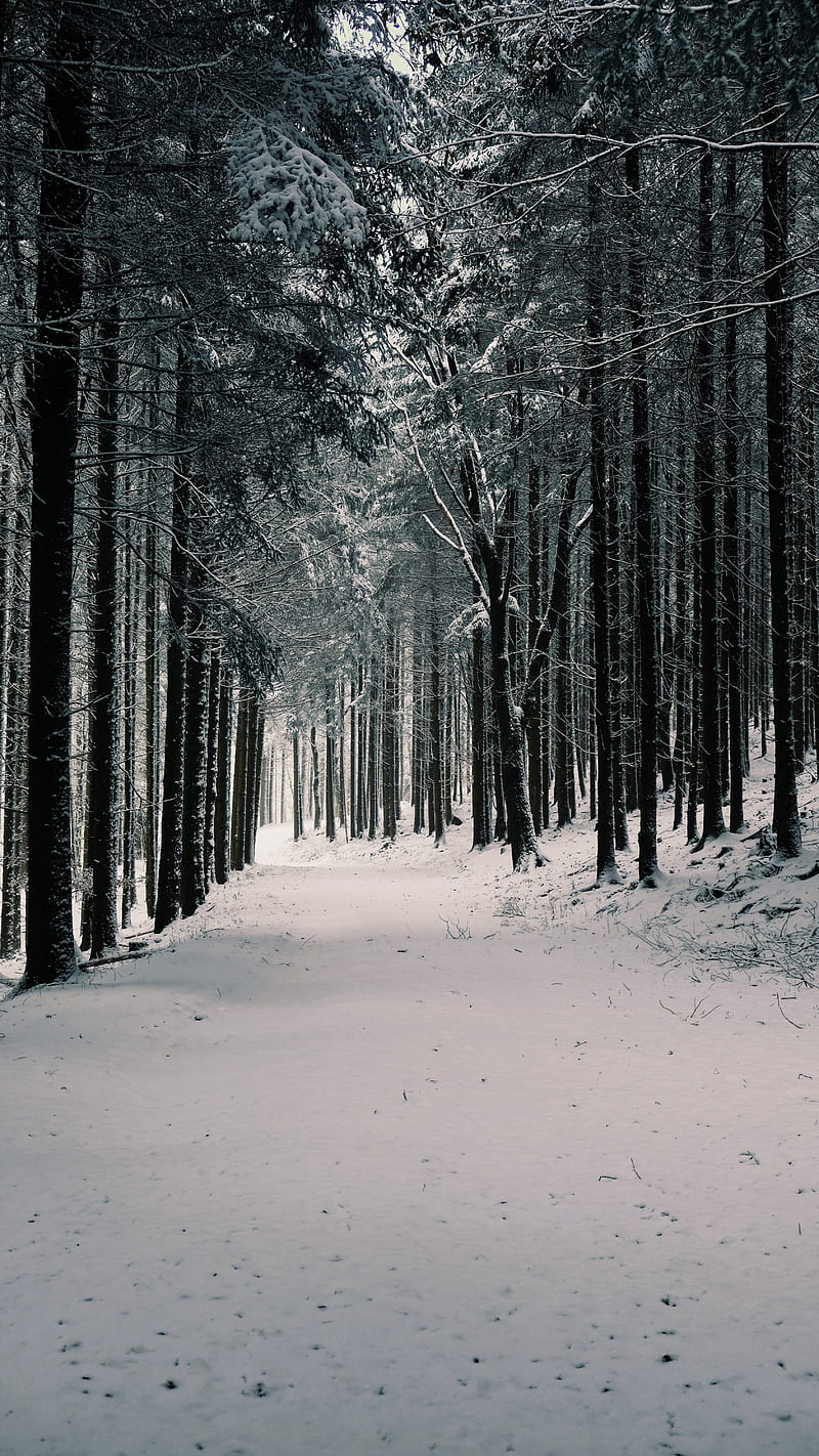 forest, trees, snow, winter, pines, HD phone wallpaper