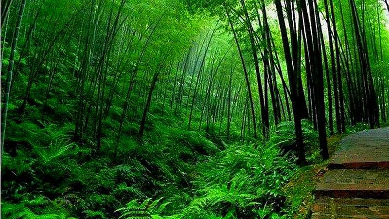 Green Bamboo Forest Images Photos Picture Wallpaper Download