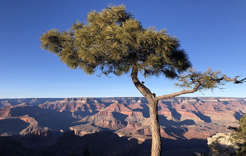 South Rim, Grand Canyon National Park, tree, sky, usa, arizona, mountains, HD wallpaper