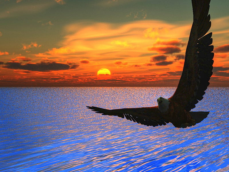 Eagle over the Sea, sun, water, bird, flying, eagle, sky, HD wallpaper