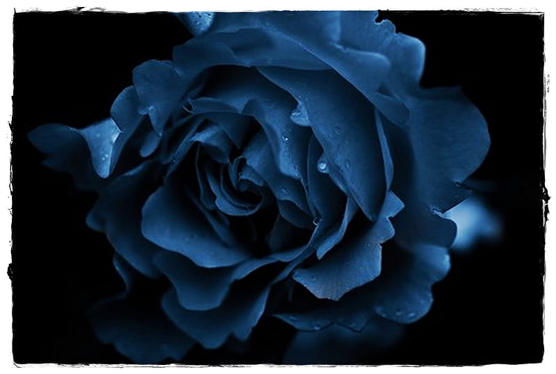 Blue Rose, flower, flowers, rose, blue, HD wallpaper | Peakpx