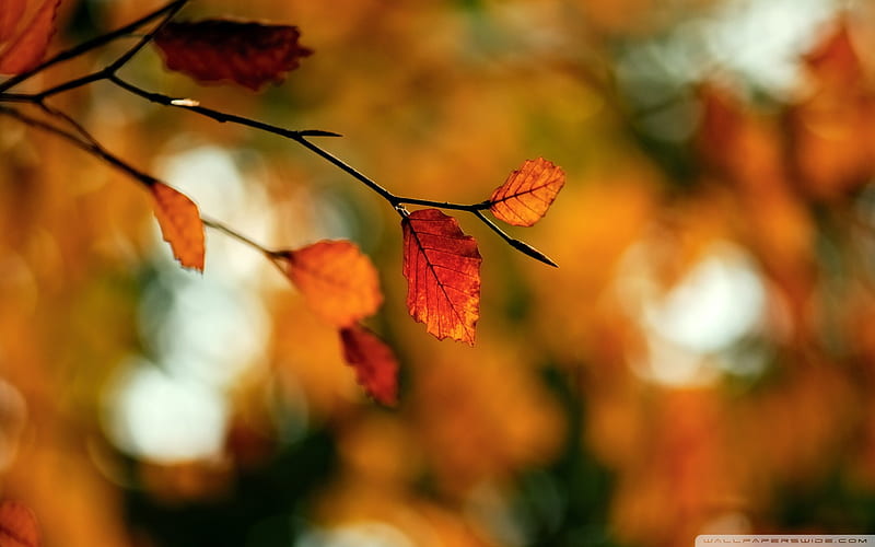 Autumn foliage-Autumn Landscape, HD wallpaper | Peakpx