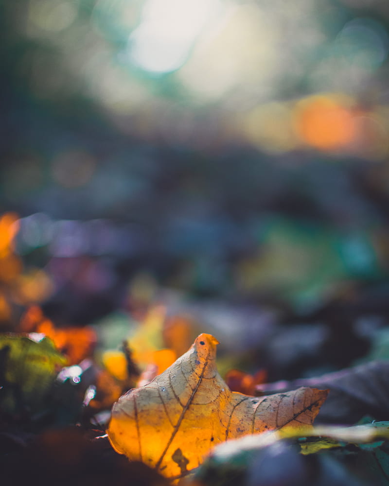 sheet, autumn, macro, fallen, blur, HD phone wallpaper