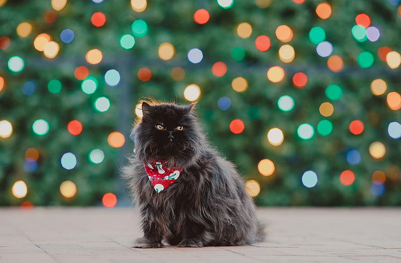 persian cat, cat, pet, black, fluffy, HD wallpaper